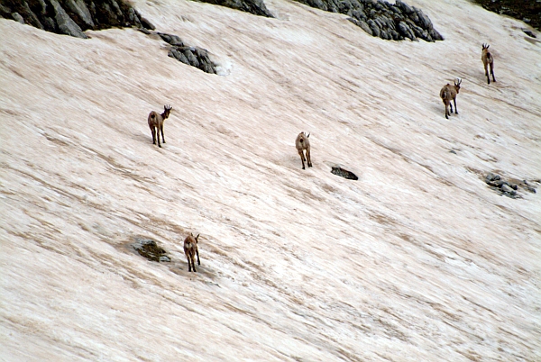 Camoscio d''Abruzzo Rupicapra pyrenaica ornata